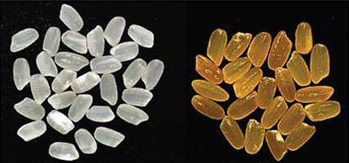 Gạo thường (trái) và gạo biến đổi gien có nhiều vitamin A nên có màu vàng đậm (phải)