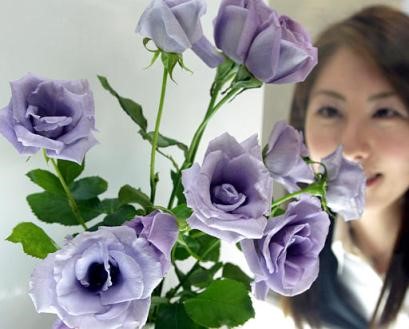 Hoa hồng biến đổi gien có màu tím