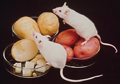 Khoai tây biến đổi gien được thí nghiệm trên chuột